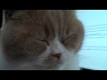 Billy: assistant copywriter