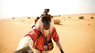 Vampirepath Com 20253