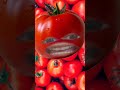 البندوره الحمراء البندورة البندورة المتكلمة سنابات اغنية البندورة Red Tomato السعودية 