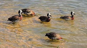 White-faced Whistling Duck: Bath time!