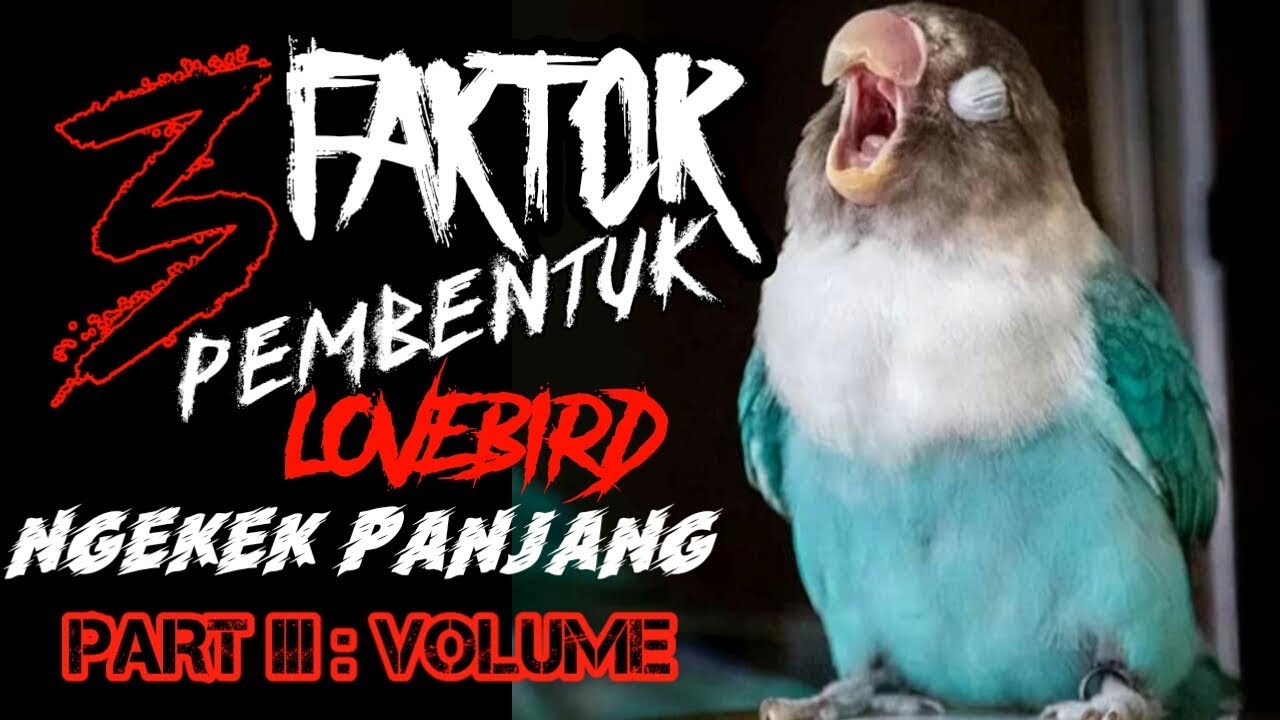 Cara Menambah Volume Lovebird - Membuat Lovebird Suara Kasar 