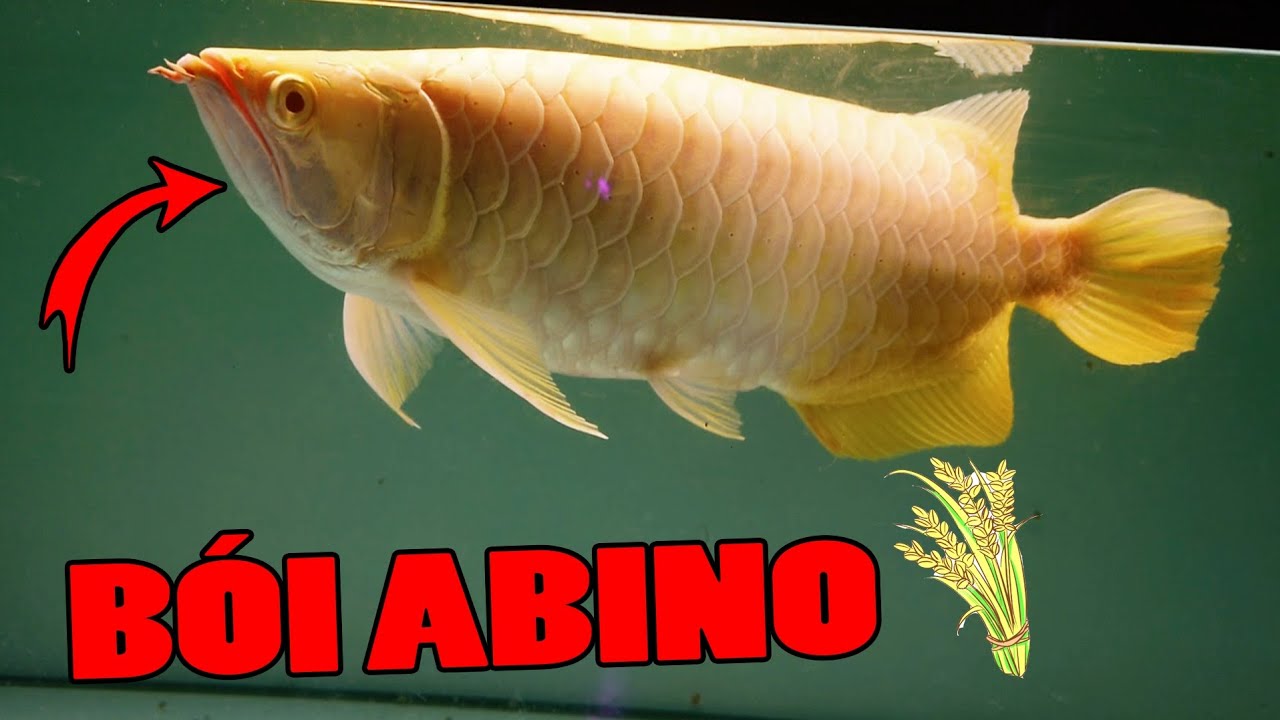 Review Siêu Phẩm Bói Abino u50 Lúa Êm, Sam Super White Hiếm Có | Rồng Cần Thơ 