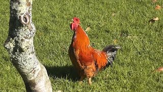 Rooster Crowing Loud In The Early Morning !