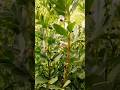 A flowering bean field #gardening #flowers #beans