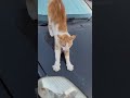 funny cat videos cute cat videos cute animals funny cat #shorts