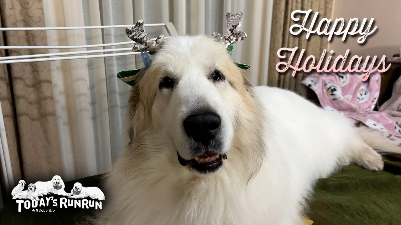 みんなでクリスマスを楽しんだアランとベルとリリーです　Great Pyrenees　グレートピレニーズ
