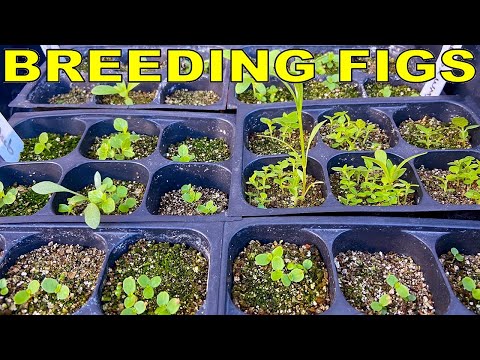 Video: Pot smochinele să crească din semințe – Plantarea și germinarea semințelor de smochin