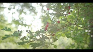 Free Stock Video Download - Tree Branch Red Berries - Free Footage Download at Videvo.net