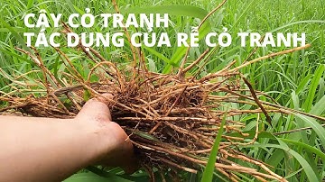 Cây cỏ tranh -  tác dụng của rễ cỏ tranh Theo Những cây thuốc và vị thuốc Việt Nam trang 219