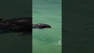 Dolphins swimming in Anna Maria Island Florida.  coastalreelz Florida dolphins saltlife