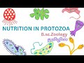 nutrition in protozoa first year Bsc ZOOLOGY ( holophytic, saprozoic,parasitic,mixozoic, coprozoic)