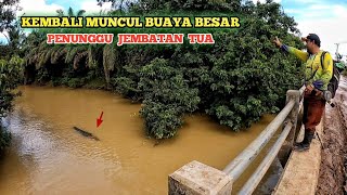 Download Lagu MUCULNYA BUAYA BESAR INI BIKIN GEGER PEMANCING UDANG GALAH MP3 Download Lagu MUCULNYA BUAYA BESAR INI BIKIN GEGER PEMANCING UDANG GALAH MP3
