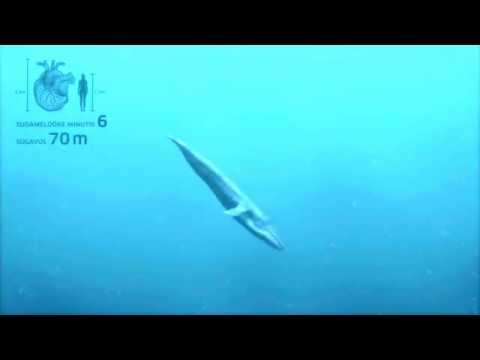 Video: New York Müüb Täiskasvanute Magamiskoha Sinivaala All Välja