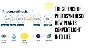 The Science of Photosynthesis How Plants Convert Light into Life