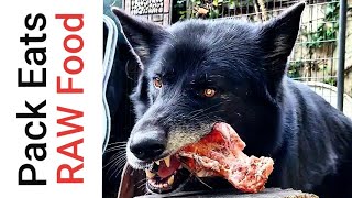 A clip of my 2 renascence bulldogge puppies rekkr and magi eating raw
turkey carcasses with the rest pack. i use these groups feedings to
develop ...