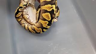Pastel Yellow Belly GHI - male ball python