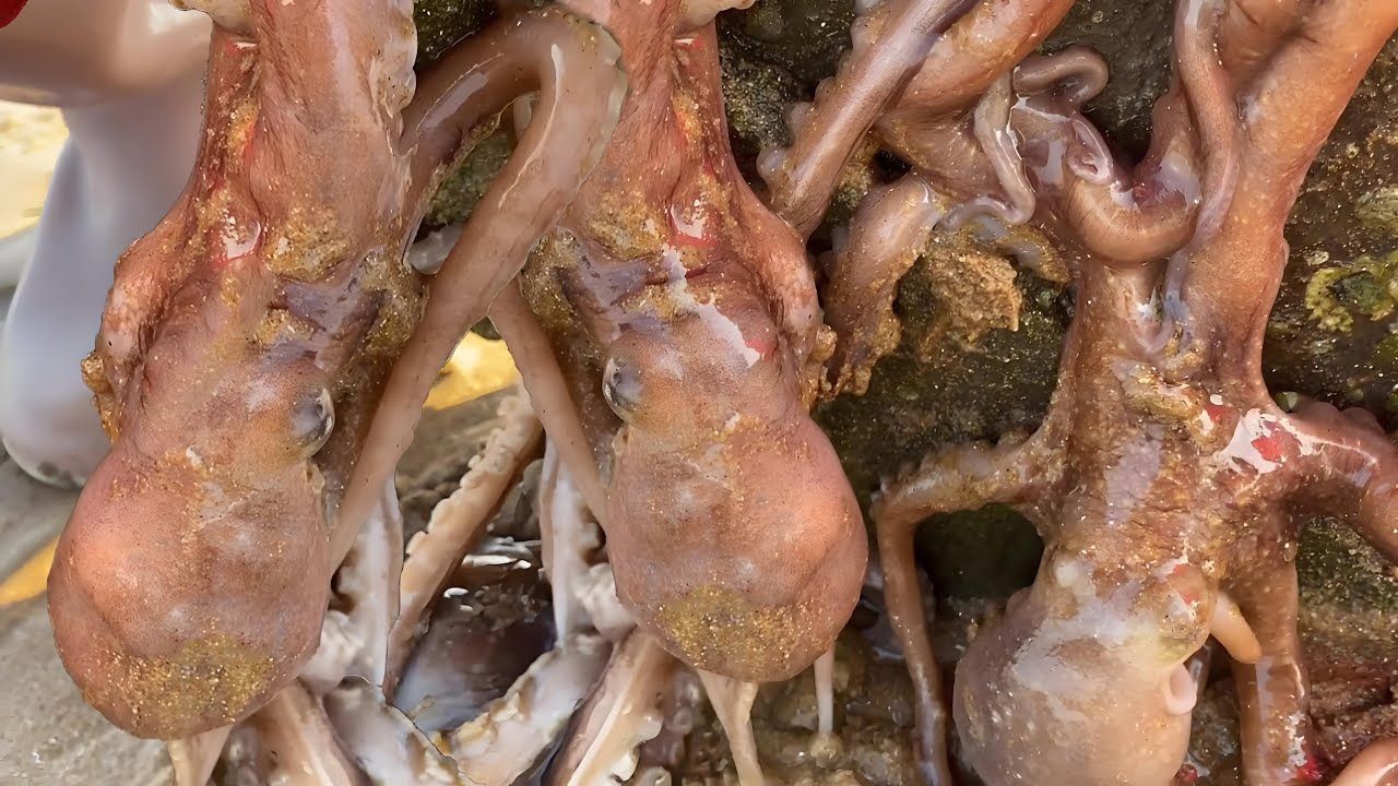 The oysters on the reef are bigger than your hands, making you 500 yuan easily