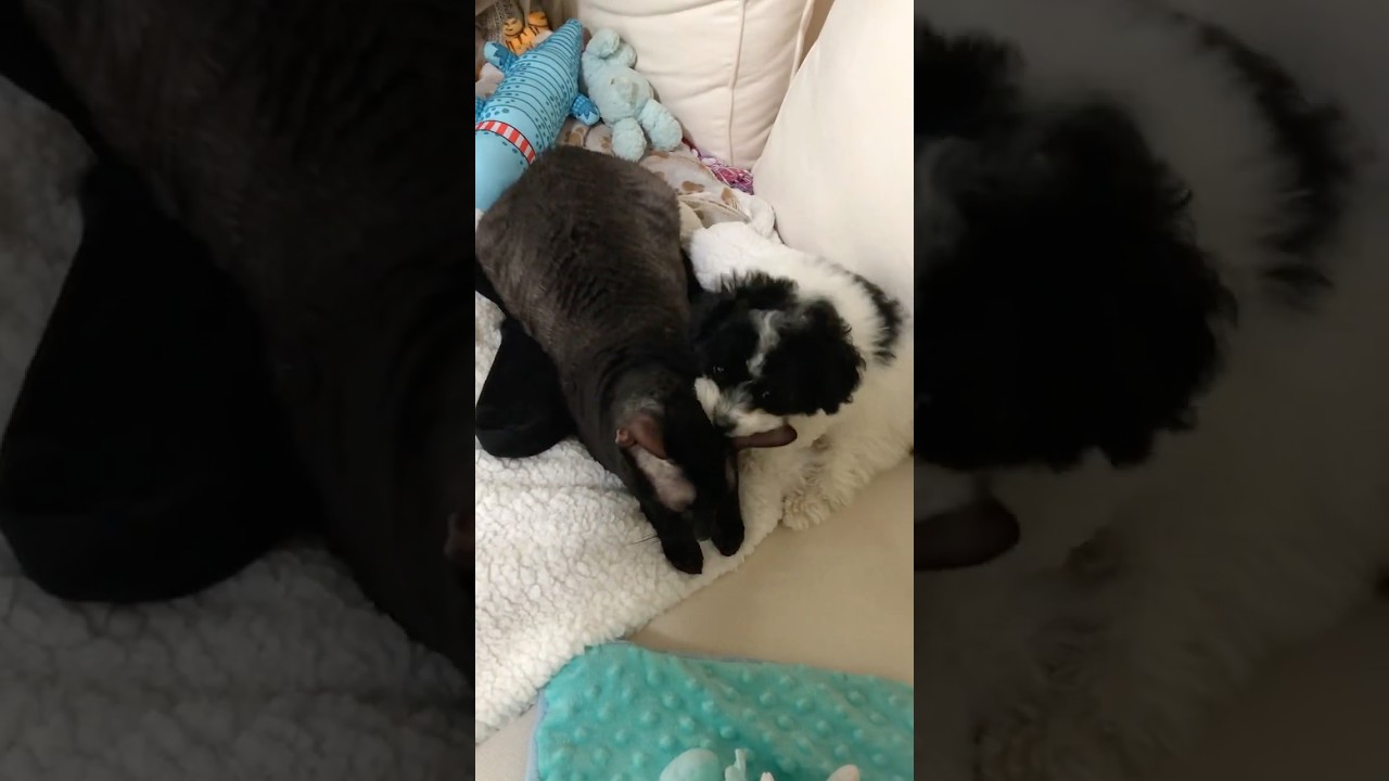 Cornish Rex cat loves his Toy Poodle puppy.