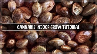 [TUT] Was benötige ich zum Anbauen von Cannabis ? || StrainEmpire
