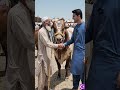 RedCow❤️Sprints with ❤️Joy #cow #cowvideos#fyp#viralvideo #viralnaat#youtubeshorts #shortsfeed❤️♥️🌹