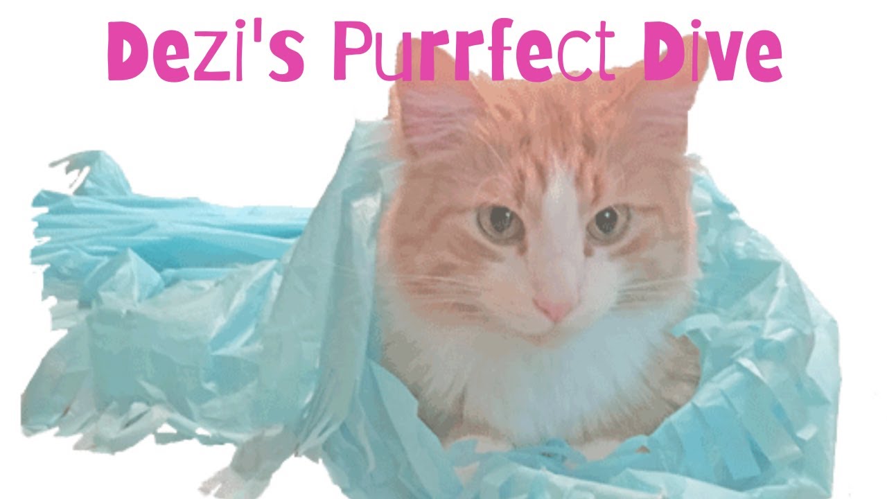 A purrfect deep dive - YouTube