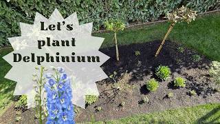 Planting Delphiniums and Verbena Bonariensis Bonnie Blue next to my roses