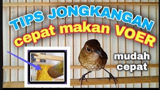 HOW TO CARE FOR BAG-BAG BIRDS SO THEY EAT VOER QUICKLY