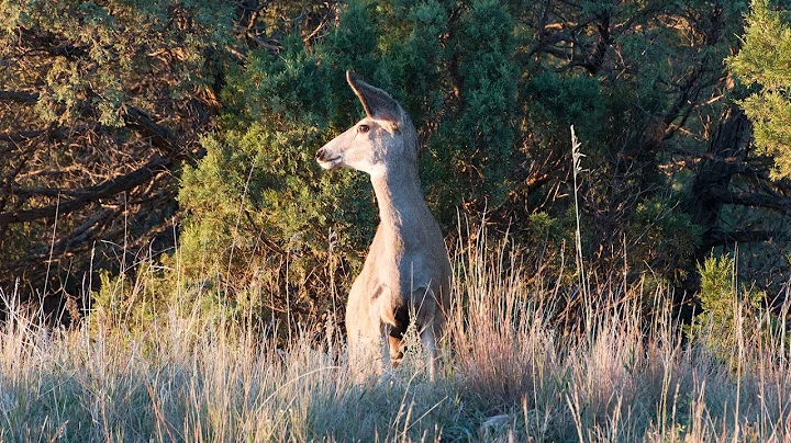 Common Hunting Violations - NDGNF