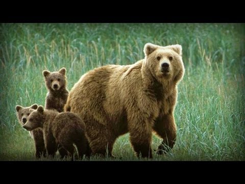 Video: Lemming siberiano: descripción, crianza, nutrición