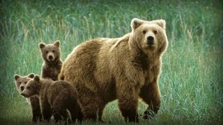 Tierra de los Osos Gigantes (documental completo)