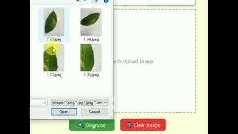 AI Based Orange Leaf Disease Detection | Smart Farming with Deep Learning