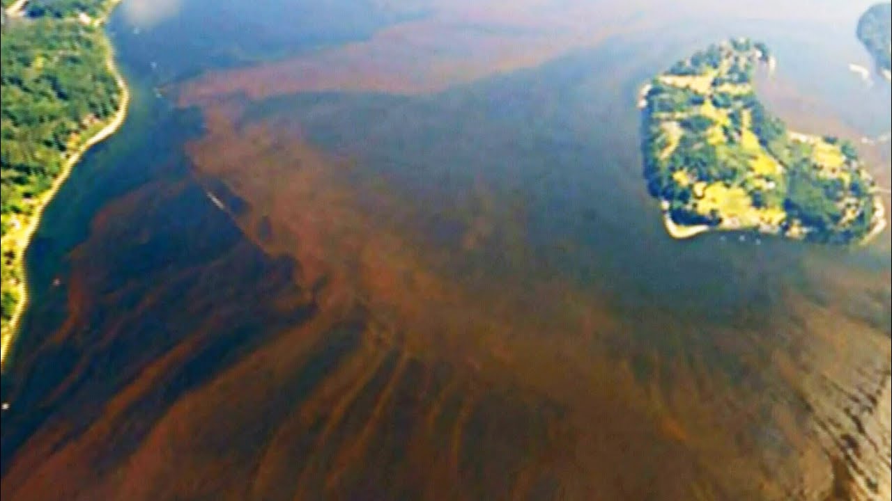 Toxic algae bloom stretches nearly entire West Coast 
