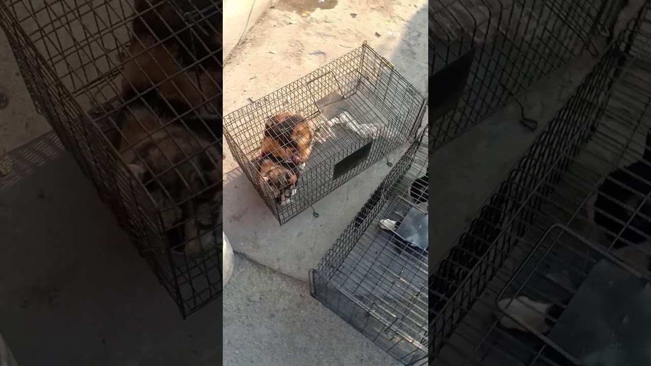 Cat 🐈 Cages are available in Lahore Pakistan YouTube