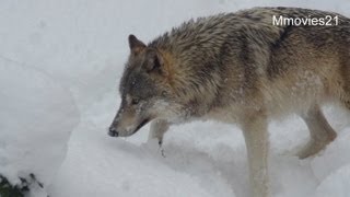 よじ登るシンリンオオカミ ショウ~Wolf Pack in snow