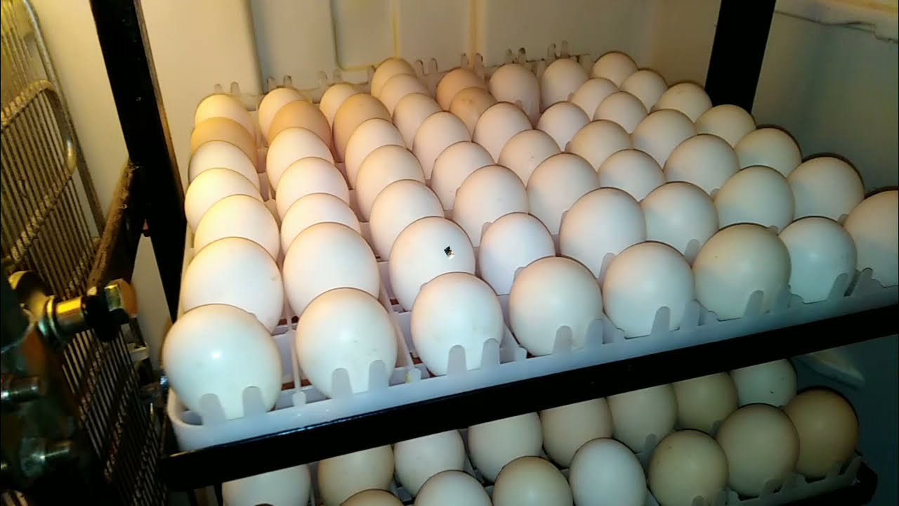 تفقيس بيض الدجاج بالدفعات الحلقة 1