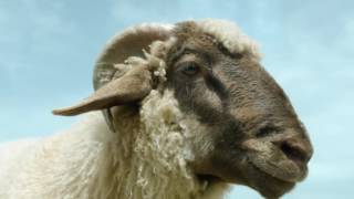 Reclama Golden brau - Berbecul (parodie)