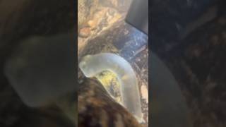 the discovery of some ancient objects at the bottom of the river