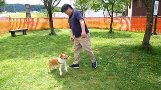 コーギーの琥太郎 初めてのドッグラン✨ロマンパーク道の駅