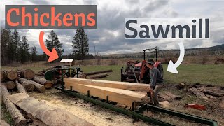 Moving Chickens onto Pasture and Setting Up the Sawmill - Week 16, 2021