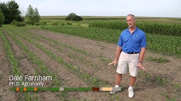 Hail Recovery in V4 corn - One Week Later