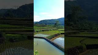 Wilujeng Siang Baraya Pamugi Sadayana Aya Dina Kawilujengan Sareng Kasehatan lemburkuring sawah