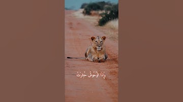 من سورة التكوير 🖤