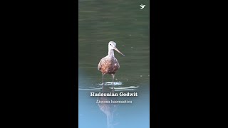 Hudsonian Godwit @abcbirds