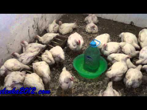 Видео: Пилета-бройлери: болести и тяхната профилактика