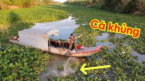 Bay cần xuống sông - Câu cá tra khủng bãi lục bình sông Long An | Câu cá ổ T 645