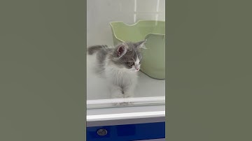 Wanneer het grootste probleem van uw kat is om te beslissen of hij weer een dutje moet doen 😴 — de pure ontspanningsmodus is geactiveerd!