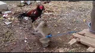 ronda 2,,monyet vs ayam