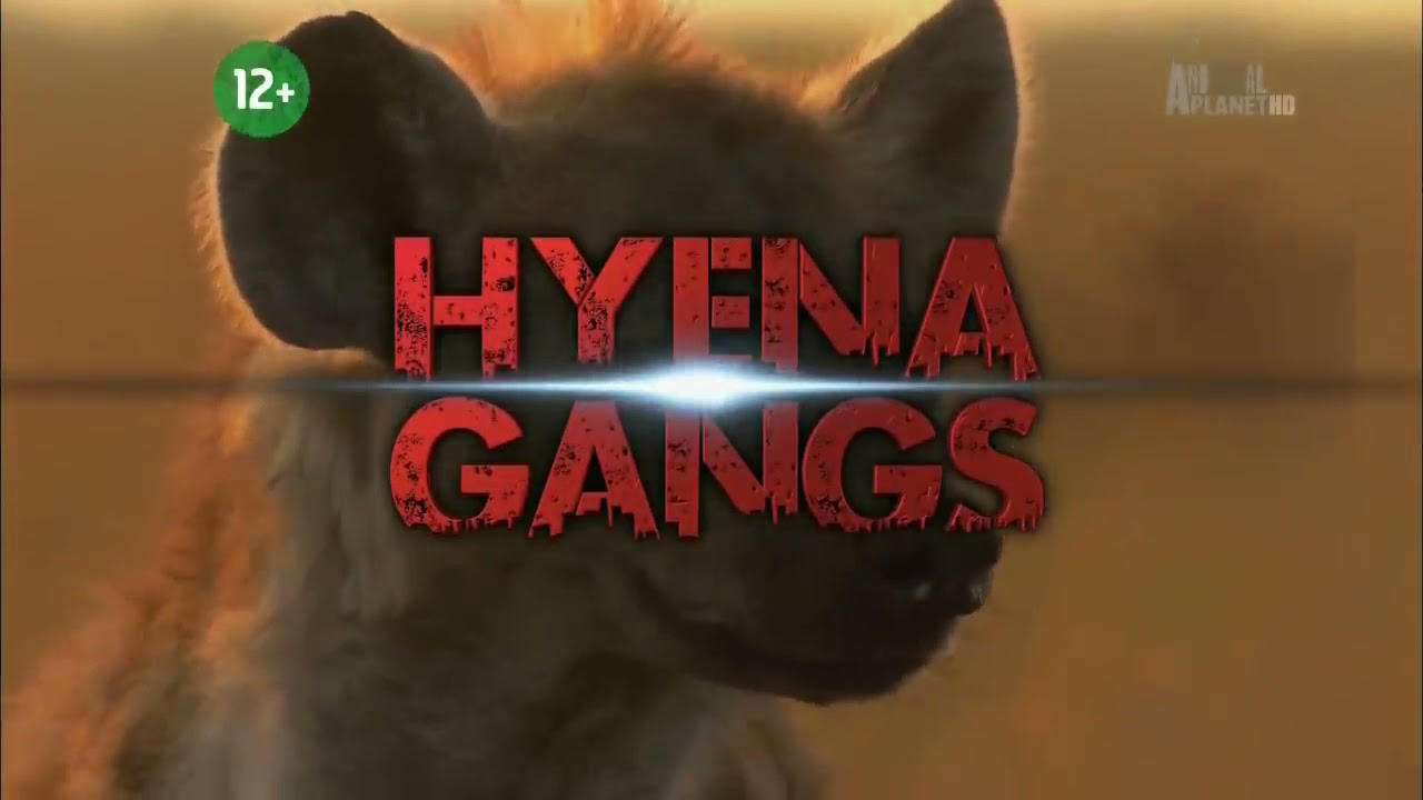 Гангстеры дикой природы . Гиены. Док фильм Animal Planet
