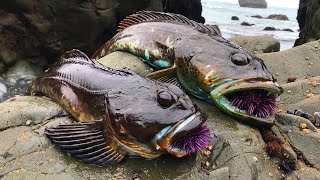 TIDEPOOL Fishing: Catch, COOK, and EAT on the rocks!! ***Low Tide Adventure***