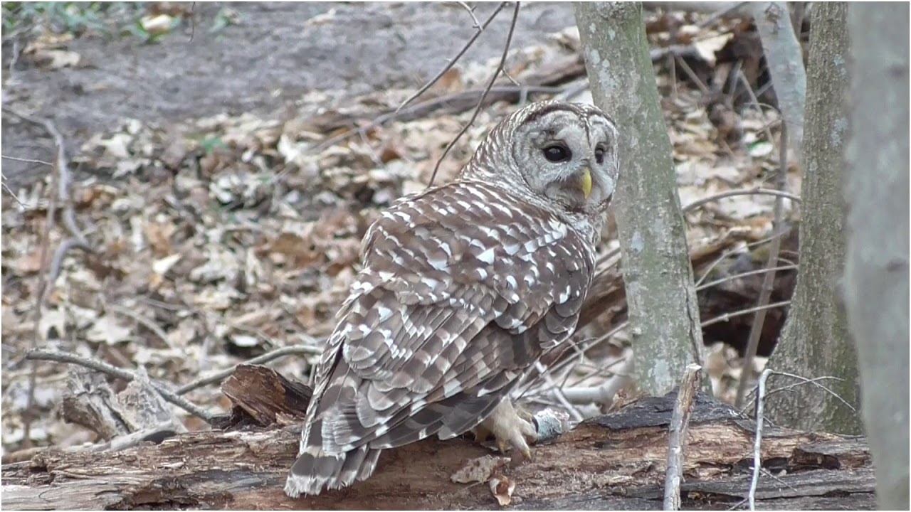 Barred Owl Eating Fish YouTube